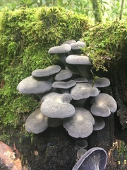 Omphalotus mexicanus