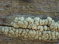Lecanora polytropa