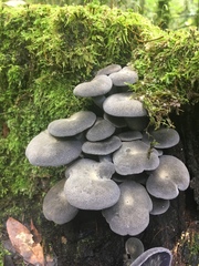 Omphalotus mexicanus