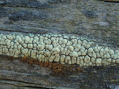 Lecanora polytropa