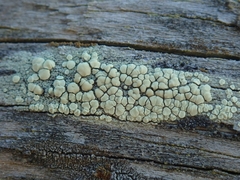 Lecanora polytropa