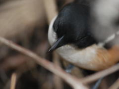 Laniarius ferrugineus ferrugineus