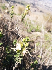 Teucrium bicolor