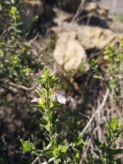 Teucrium bicolor