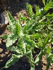 Senecio adenotrichius