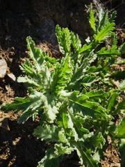 Senecio adenotrichius