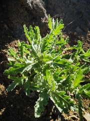 Senecio adenotrichius