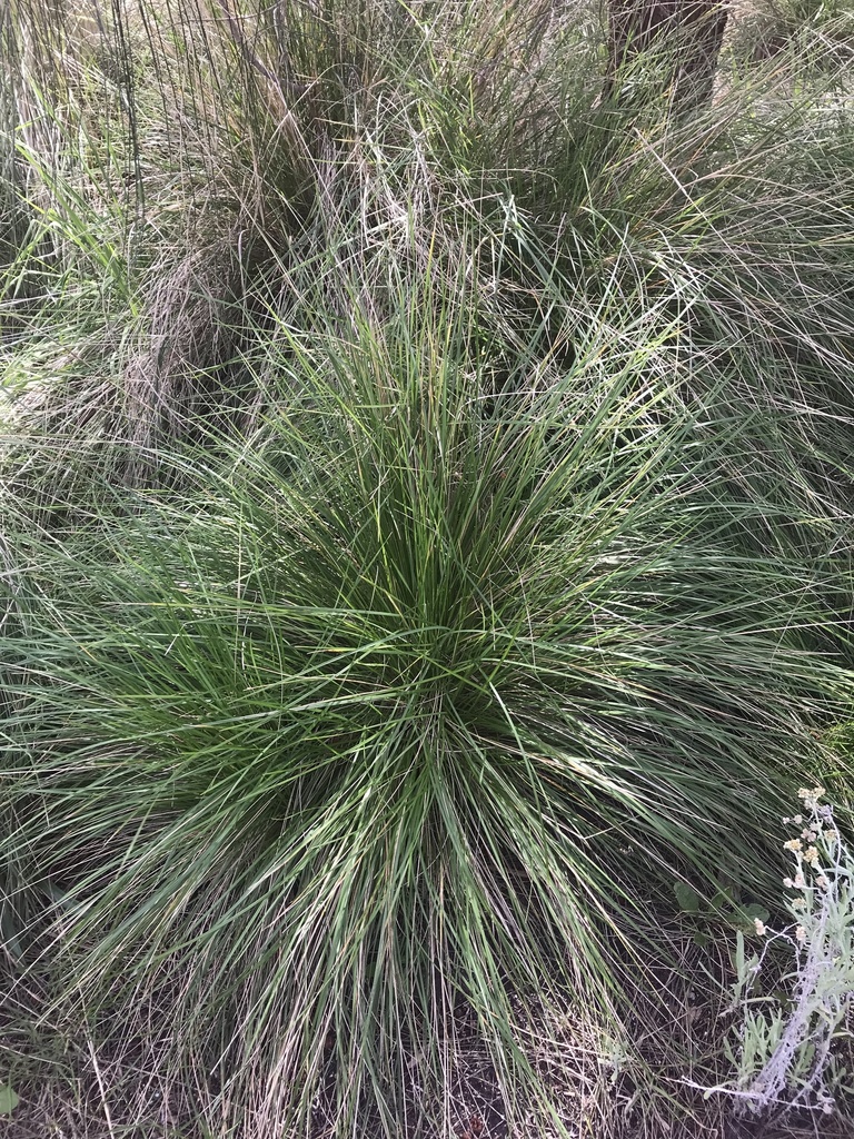 common tussock grass from Kennedy Street, Blairgowrie, VIC, AU on ...