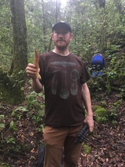 Morchella rufobrunnea