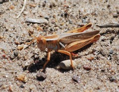 Melanoplus packardii