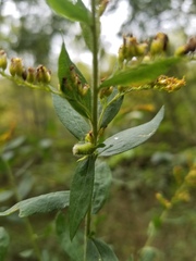 Rhopalomyia anthophila