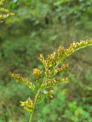 Rhopalomyia anthophila