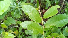 Dicoryphe stipulacea