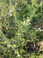 Commicarpus plumbagineus