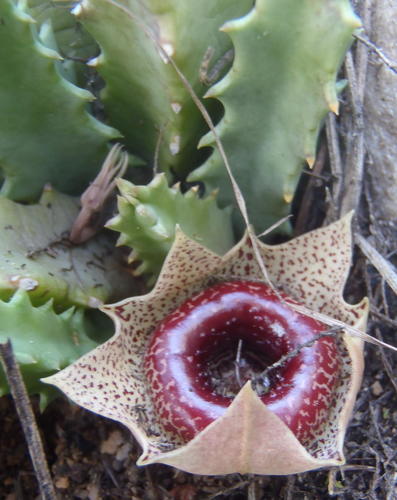 Ceropegia guttata