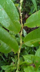 Dicoryphe stipulacea