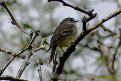 Empidonax wrightii