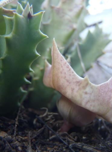 Ceropegia guttata