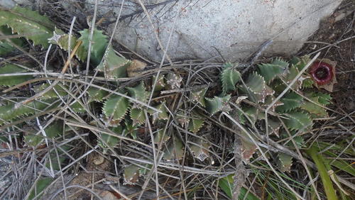 Ceropegia guttata