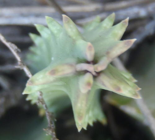 Ceropegia guttata