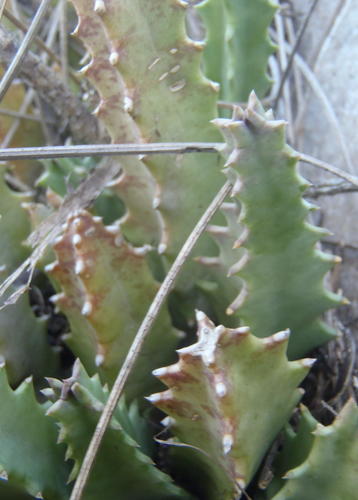 Ceropegia guttata