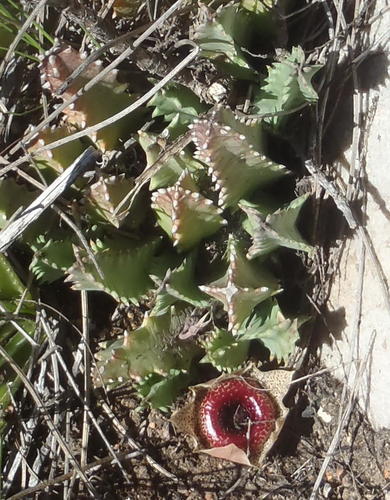 Ceropegia guttata