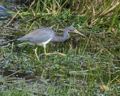 Egretta tricolor image