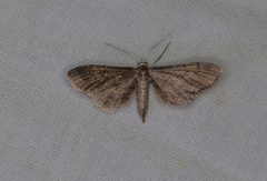 Protoproutia laredoata