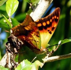 Charaxes candiope