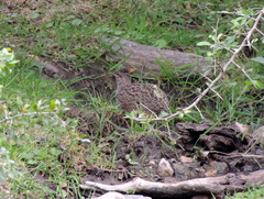 Nothoprocta pentlandii