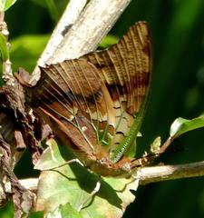 Charaxes candiope