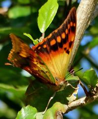 Charaxes candiope