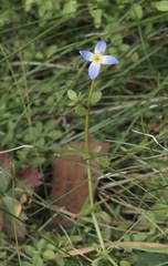 Houstonia serpyllifolia