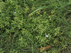 Houstonia serpyllifolia