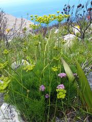 Tordylieae