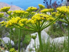 Tordylieae