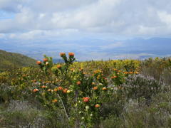 Leucospermum pluridens
