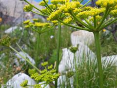 Tordylieae