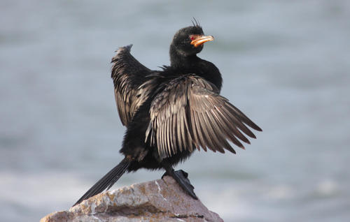 Microcarbo coronatus