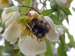 Euphoria basalis