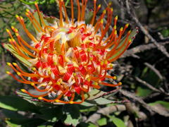 Leucospermum pluridens