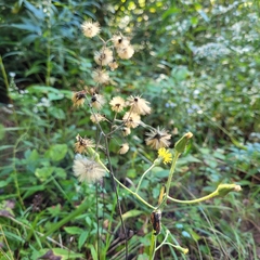 Hieracium paniculatum