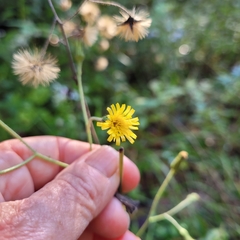 Hieracium paniculatum