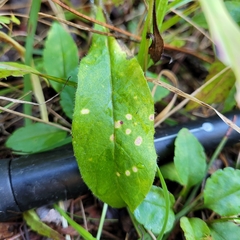 Hieracium paniculatum