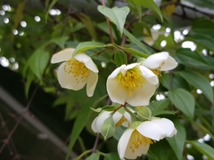 Philadelphus mexicanus