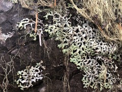 Hypogymnia occidentalis