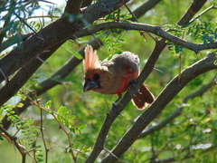 Cardinalis