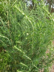 Cassinia aculeata aculeata