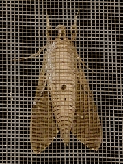 Agrius convolvuli