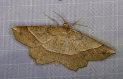 Euchlaena tigrinaria